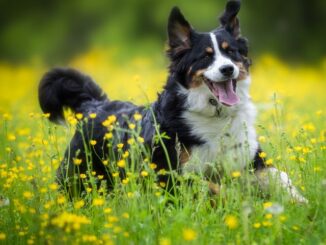 Best Medium Sized Dog Breeds for Apartment Living Small