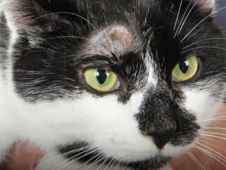 Cat Bald Spot above Eye