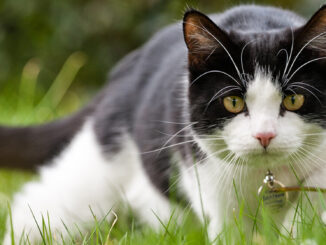 Cat Body Language Cat Behaviour