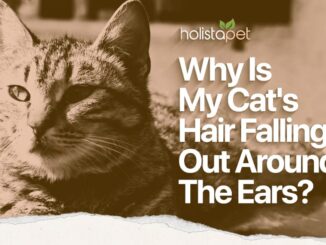 Cat Losing Hair on Ears
