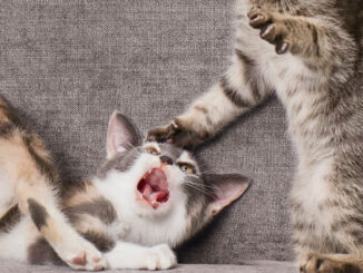 Dealing With Cat Aggression