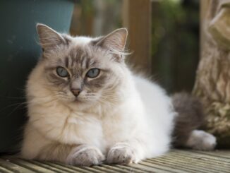 Different Types of Cat Breeds