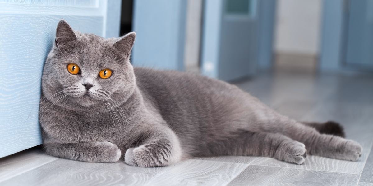 Grey Cat Breeds