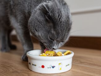 Homemade Cat Food Recipes