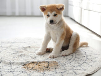 How to Remove Old Urine Stains from Carpet