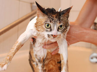 Long Haired Cat That Doesn'T Shed