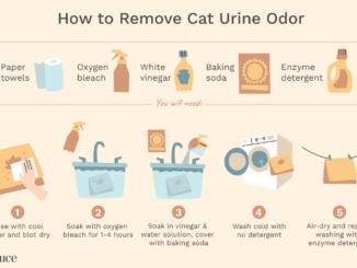 Old Cat Urine Odor Removal Home Remedy