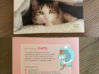 Preventing Cat Health Issues