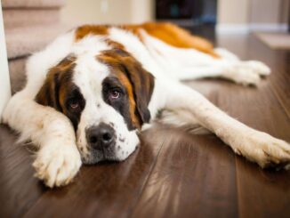 Small Quiet Low-Maintenance Dogs