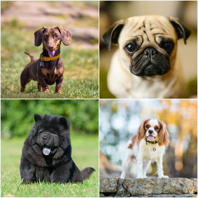 Type of Dogs