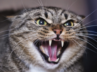 Angry Cat Behavior