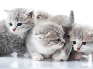 Exploring the World of Cute Kittens
