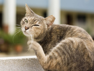 How to Tell If Your Indoor Cat Has Fleas